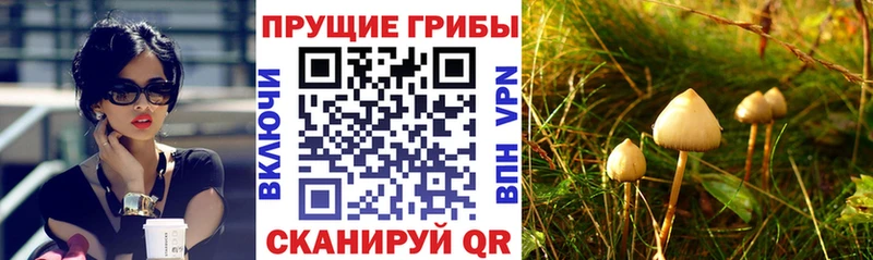 blacksprut онион  Верхняя Пышма  Галлюциногенные грибы Cubensis 